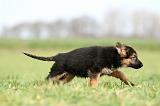 BERGER ALLEMAND 1145